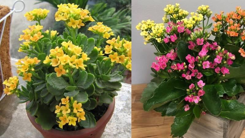 Cây sống đời: Biểu tượng của sự trường thọ và vĩnh hằng trong phong thủy