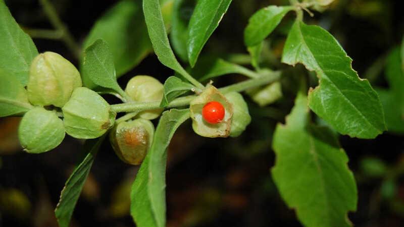 Ashwagandha là một loại thảo dược quý giá, với những công dụng tuyệt vời đối với sức khỏe, được sử dụng rộng rãi trong nền y học Ấn Độ. Hãy khám phá ngay những lợi ích tuyệt vời mà Ashwagandha mang lại cho cơ thể và tinh thần của bạn.