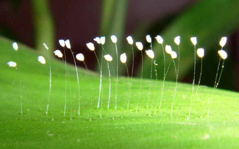 Hoa ưu đàm mang trong mình vẻ đẹp độc đáo, với huyền thoại rằng loài hoa này chỉ nở sau 3000 năm. Liệu điều này có thật? Hãy cùng khám phá sự kỳ diệu của hoa ưu đàm.