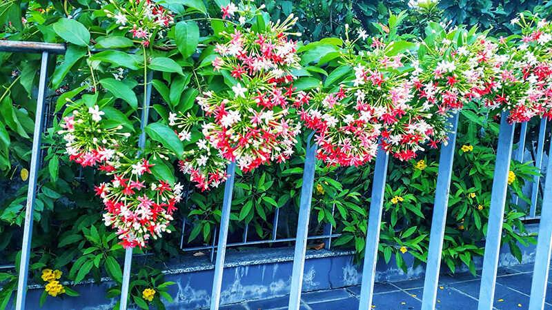 Khám phá 20+ loài cây dây leo chịu nắng hoàn hảo để trang trí trước nhà, mang lại vẻ đẹp tự nhiên và sự may mắn cho gia chủ.