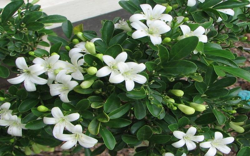 Cây nguyệt quế: Khám phá ý nghĩa, đặc trưng hình ảnh, cùng phương pháp trồng và chăm sóc ngay tại ngôi nhà của bạn