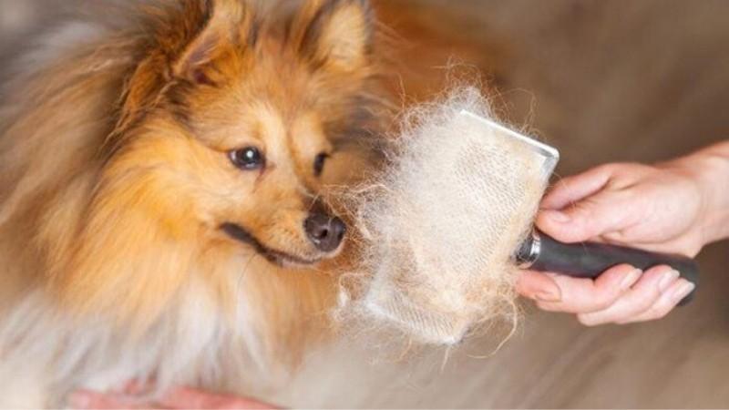 Khám phá 4 loại sữa tắm chống rụng lông hiệu quả và giá cả phải chăng