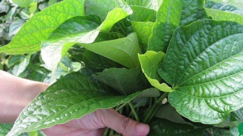 6 bài thuốc dân gian đơn giản từ lá lốt giúp trị bệnh tổ đỉa ngay tại nhà hiệu quả