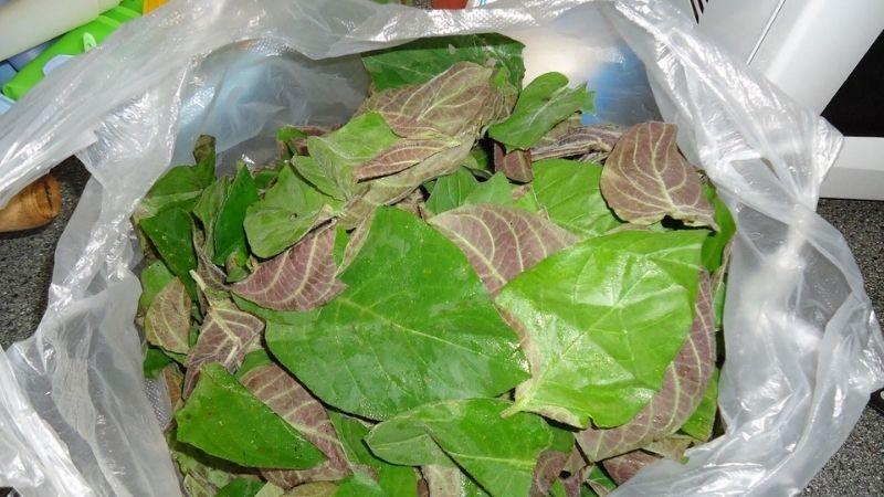 Lá mơ là một loại thảo dược quen thuộc, mang đến nhiều công dụng tuyệt vời cho sức khỏe và tạo nên những món ăn hấp dẫn. Cùng tìm hiểu về giá trị đặc biệt của lá mơ trong cuộc sống hàng ngày.