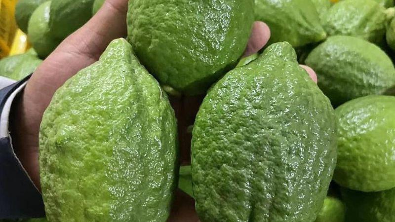 Chanh Quảng Đông là loại quả độc đáo, bạn đã từng nghe đến sự khác biệt giữa nó và trái chúc chưa? Cùng khám phá qua bài viết dưới đây.