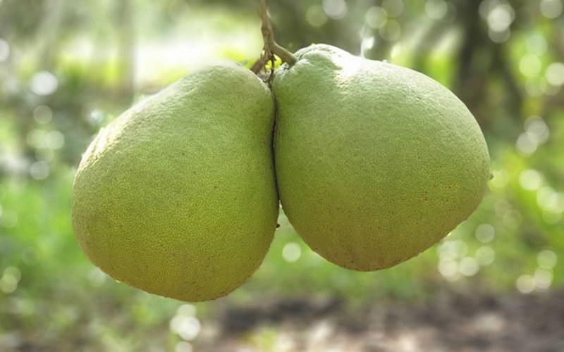 Bưởi đường lá cam là gì? Cách nhận biết và chọn lựa bưởi tươi ngon