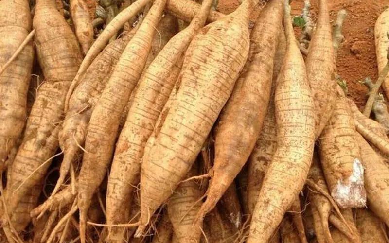 Khám phá chuối tiêu - loại trái cây giản dị nhưng lại mang đến vô vàn lợi ích sức khỏe bất ngờ.