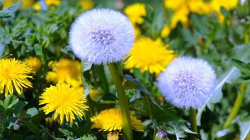 Khám phá 10 lợi ích nổi bật của bồ công anh (Dandelion) đối với sức khỏe con người