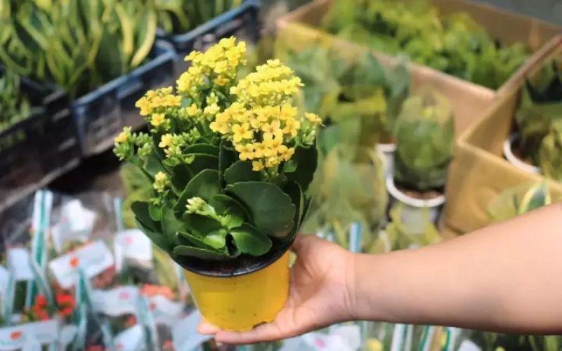 Danh sách 24 loài cây trồng lý tưởng cho ban công đầy nắng, không chỉ giúp làm đẹp không gian mà còn hỗ trợ thanh lọc không khí cho ngôi nhà của bạn
