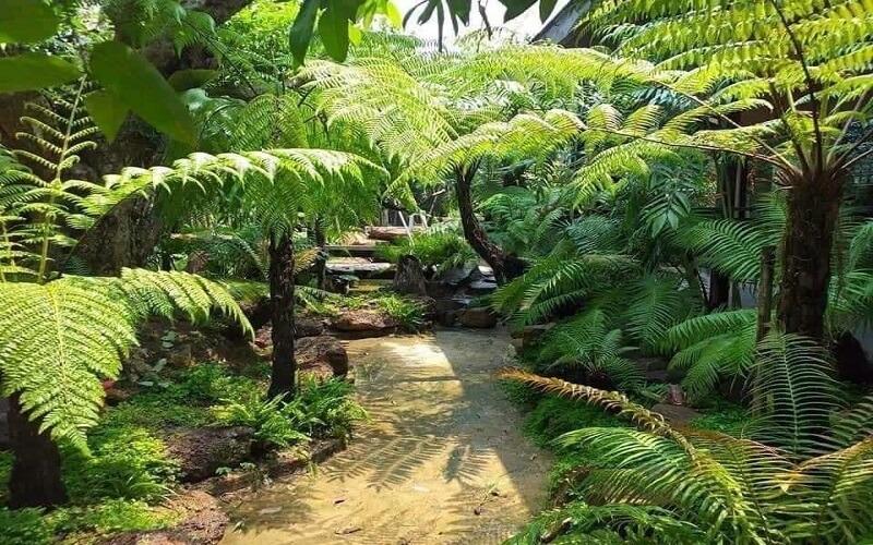 Khám phá đặc điểm, ý nghĩa và phương pháp chăm sóc cây dương xỉ cổ đại