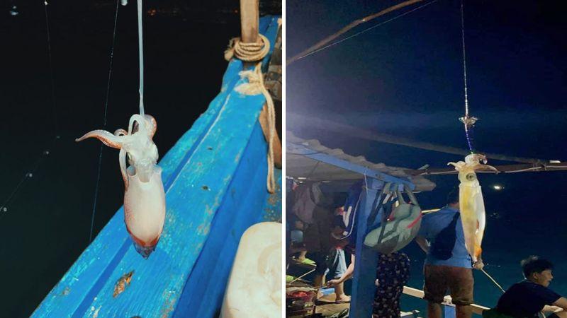 Khám phá trải nghiệm câu mực tại Phú Quốc vào mùa nước mực cuối năm, thời điểm mực tập trung về biển để sinh sản và đẻ trứng.