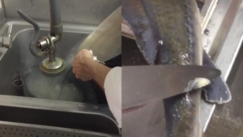 Khám phá cách sơ chế cá tầm sạch sẽ tại nhà chỉ trong tích tắc