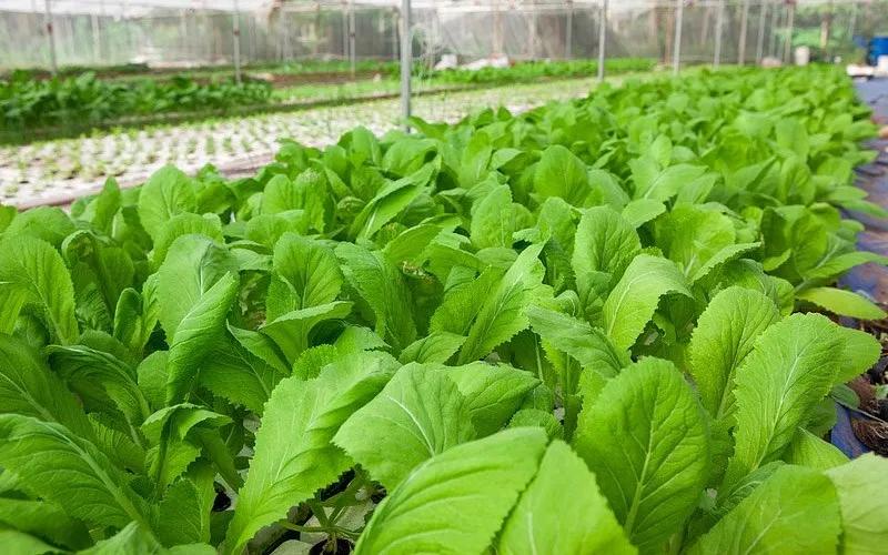 Cải ngọt cung cấp bao nhiêu calo trong 100gr? Khám phá công dụng tuyệt vời của loại rau này.