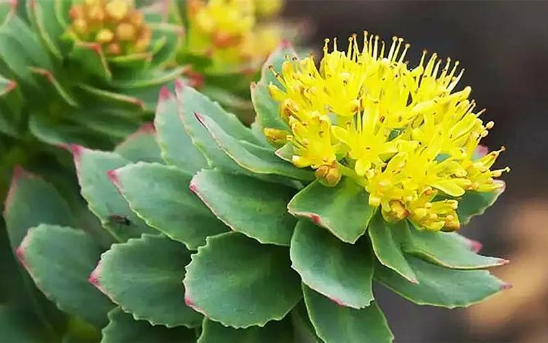 Rhodiola là gì? Khám phá tác dụng vượt trội của Rhodiola Rosea đối với sức khỏe