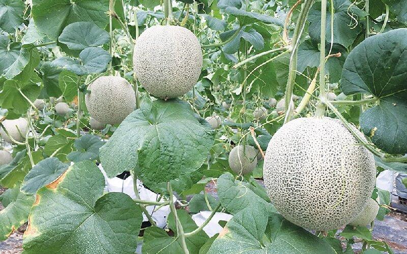 Hướng dẫn chi tiết cách trồng dưa lưới đạt chuẩn kỹ thuật và năng suất cao.