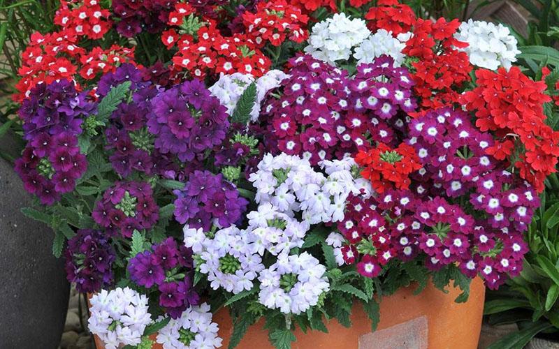 Hoa vân anh là loài hoa mang trong mình vẻ đẹp đầy sắc màu và một ý nghĩa sâu sắc. Cùng khám phá sự kỳ diệu của loài hoa này và vai trò của nó trong cuộc sống.