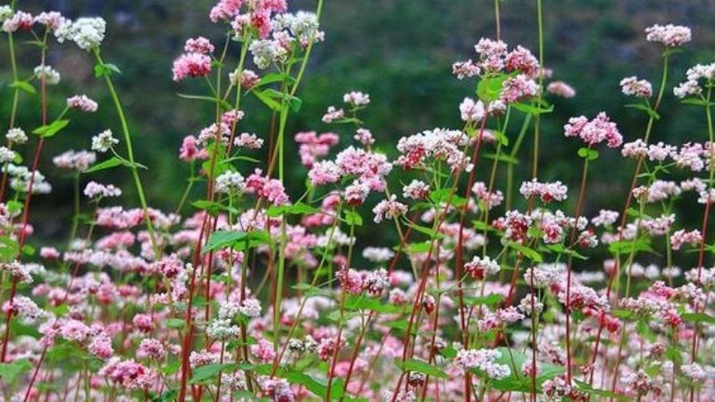 Hoa kiều mạch là một loài hoa nổi bật với vẻ đẹp dịu dàng, tượng trưng cho sức mạnh và sự bền bỉ. Khám phá những điều thú vị về nguồn gốc và cách thức chăm sóc để hoa kiều mạch nở đẹp nhất.
