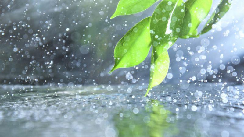 Tiết Cốc Vũ năm 2023 sẽ rơi vào ngày nào? Khám phá ý nghĩa sâu sắc của tiết Cốc Vũ trong chu kỳ thời gian.