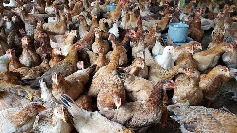 Giá gia cầm ngày 01/03/2022 ghi nhận sự tăng nhẹ của gà công nghiệp, mức giá tăng khoảng 1.000 đồng/kg, hứa hẹn một xu hướng tích cực cho thị trường gia cầm.