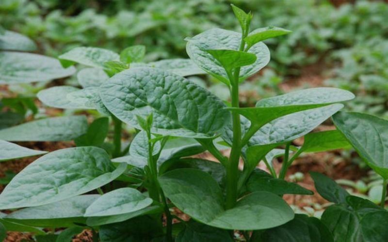 Táo bón nên ăn rau gì? Dưới đây là 7 loại rau hữu ích giúp cải thiện tình trạng táo bón hiệu quả.