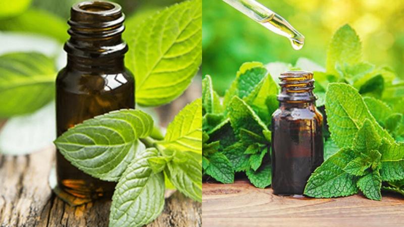 Tinh dầu bạc hà (Menthol) là một thành phần thiên nhiên nổi bật, được biết đến nhờ khả năng làm dịu và đem lại cảm giác mát lạnh. Trong ngành mỹ phẩm, tinh dầu này không chỉ giúp thư giãn mà còn có nhiều tác dụng hữu ích cho làn da và sức khỏe.