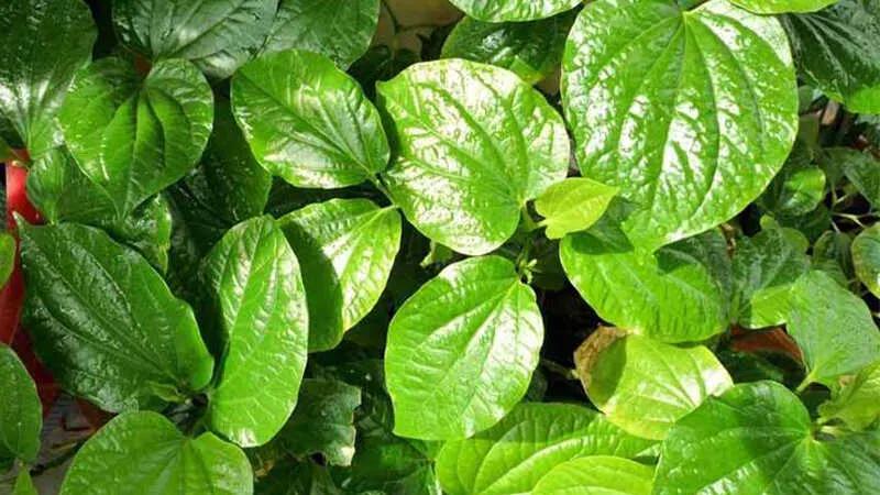 Sau sinh, tắm với 5 loại lá tự nhiên này không chỉ giúp mẹ cảm thấy thoải mái, sạch sẽ mà còn bảo vệ cơ thể khỏi nguy cơ viêm nhiễm. Hãy cùng khám phá ngay các loại lá đó nhé!