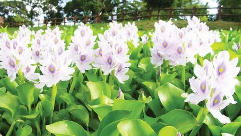 9 loại thức ăn phù hợp cho cá cảnh, dễ dàng tìm mua và hỗ trợ sức khỏe tốt cho chúng.
