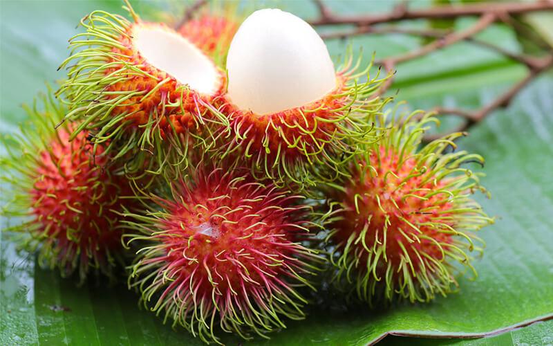 Ăn chôm chôm có thể khiến bạn thay đổi suy nghĩ về vấn đề tăng cân. Hãy cùng khám phá sự thật về loại quả này qua bài viết dưới đây.