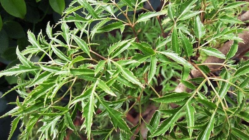 Hướng dẫn mẹ bỉm cách sử dụng lá đinh lăng để chữa tắc tia sữa tại nhà hiệu quả