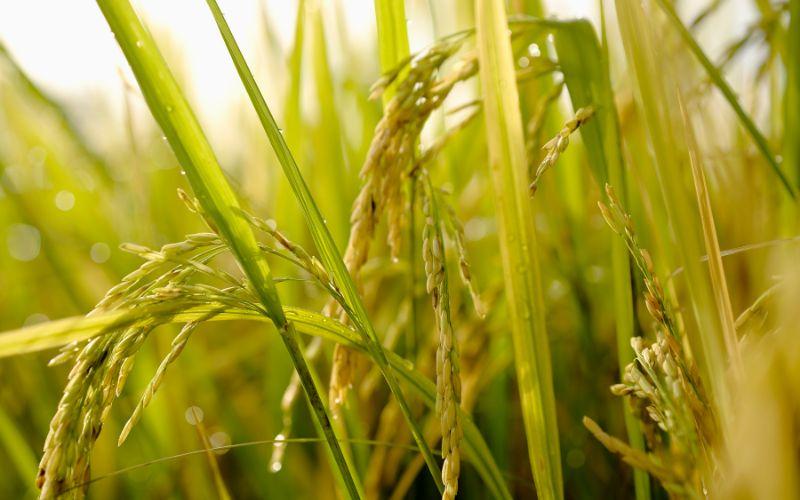 Giá lúa gạo hôm nay, ngày 28 tháng 3 năm 2024: Tình hình giá vẫn duy trì ổn định, không có sự biến động nào đáng chú ý.
