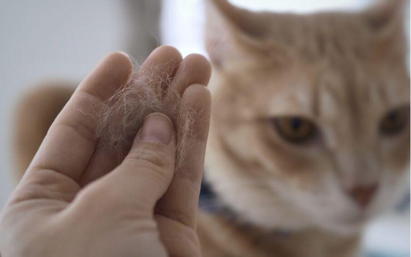 Dị ứng lông mèo phải làm sao? Tìm hiểu nguyên nhân, triệu chứng và cách khắc phục hiệu quả tình trạng này.