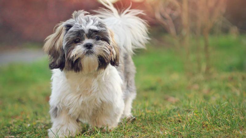 Khám phá giống chó Shih Tzu: đặc điểm nổi bật và cách nuôi chi tiết để bạn có thể chăm sóc chúng đúng cách