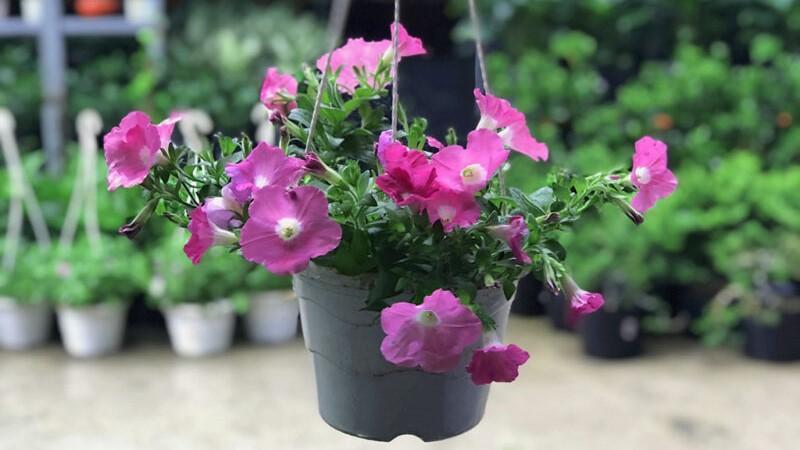 Khám phá 12 loài hoa kiểng tuyệt đẹp, dễ trồng và dễ chăm sóc, mang đến vẻ đẹp hoàn hảo cho không gian sống của bạn.