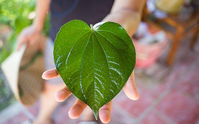 Khám phá 4 cách đơn giản nhưng hiệu quả với lá lốt để cải thiện sinh lý nam giới.