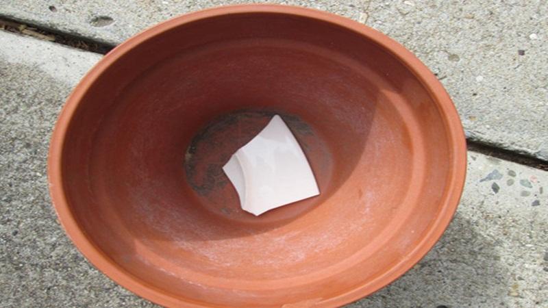 Khám phá cách tự trồng nha đam tại nhà bằng lá, không chỉ mang lại món ăn ngon mà còn giúp bạn chăm sóc sắc đẹp hiệu quả.