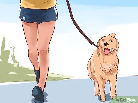 Cách thể hiện tình yêu với chó