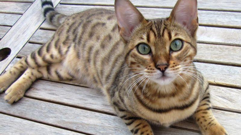 Mèo Bengal: Khám phá nguồn gốc, đặc điểm, cách chăm sóc và giá trị của loài mèo này