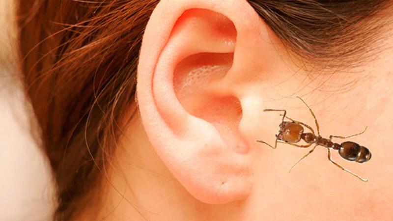Khi bị kiến hay côn trùng chui vào tai, cần xử lý như thế nào? Hướng dẫn chi tiết và an toàn