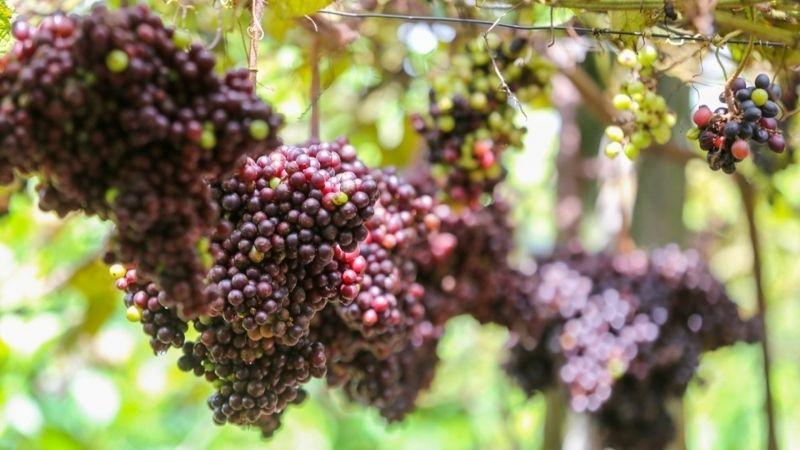 Nho rừng mang lại lợi ích gì? Cách chế biến rượu nho rừng tại nhà đơn giản