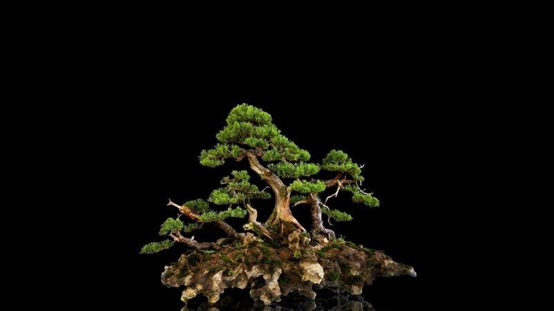 Bonsai là một hình thức nghệ thuật tạo dáng cây cảnh độc đáo, mang trong mình sự kết hợp tuyệt vời giữa thiên nhiên và phong thủy. Mỗi dáng cây bonsai đều ẩn chứa những thông điệp sâu sắc về sự kiên nhẫn và mỹ thuật sống.