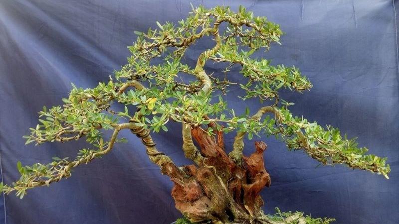 Khám phá vẻ đẹp và ý nghĩa sâu sắc của cây linh sam (ba chia), cùng cách trồng và chăm sóc chúng đúng kỹ thuật để cây phát triển khỏe mạnh và tươi tốt.