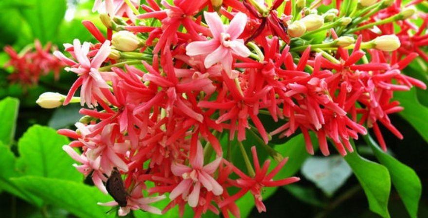 Hoa sử quân tử có bao nhiêu loại? Mỗi loại lại mang trong mình những đặc điểm đặc trưng riêng biệt tạo nên sự phong phú và đa dạng cho loài hoa này.