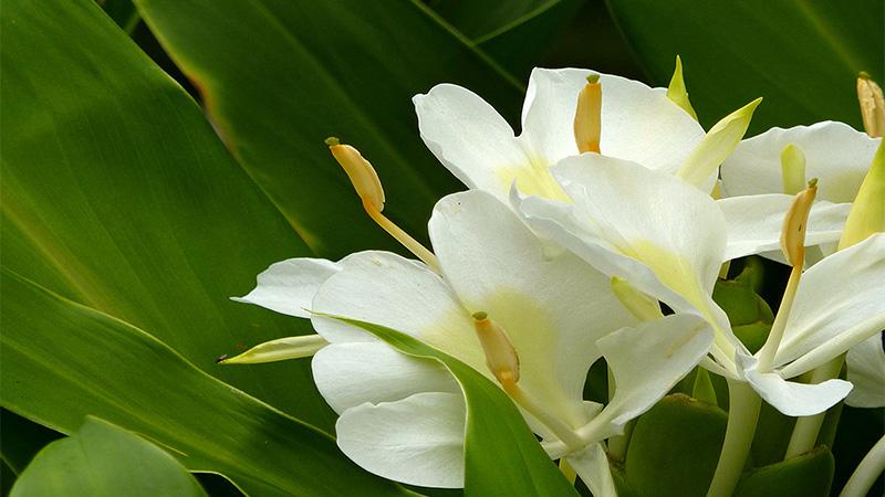 Cây ngải tiên - một thảo dược quý giá với công dụng chữa bệnh nổi bật, mang đến nhiều lợi ích cho sức khỏe mà thiên nhiên ban tặng.