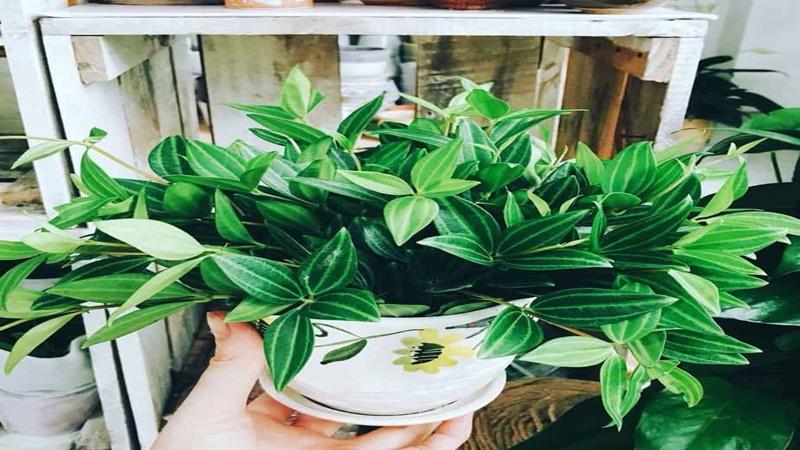 Cây Bình An là biểu tượng của sự bình yên, may mắn và thịnh vượng. Cùng khám phá cách trồng và chăm sóc cây này để mang lại không gian sống tươi mới và thư giãn.