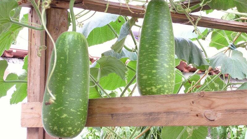 Thời điểm và phương pháp trồng bầu đúng cách để có quả to tại nhà