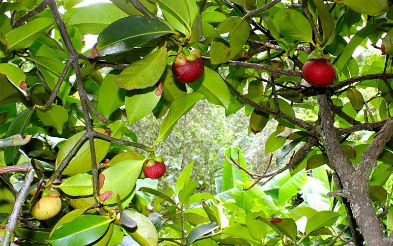 Nếu bạn yêu thích măng cụt, đừng quên lưu ý những điều này để không làm ảnh hưởng đến sức khỏe của mình.