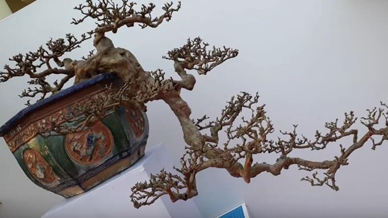 Khám phá những mẫu cây bonsai Tết 2024 tuyệt đẹp