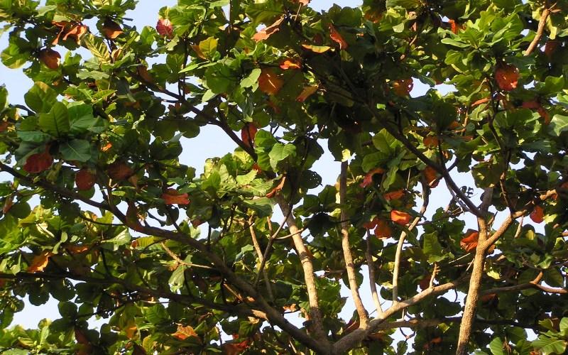 Cây bàng gai: Tìm hiểu ý nghĩa, hình ảnh, và cách chăm sóc cây bàng gai ngay tại ngôi nhà của bạn.