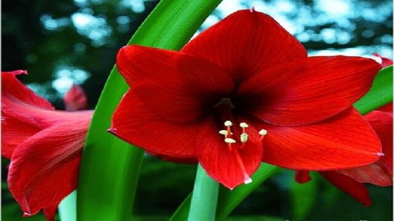 Khám phá đặc điểm, ý nghĩa, cách trồng và chăm sóc hoa huệ đỏ (huệ tây) để hoa luôn khoe sắc đẹp rực rỡ