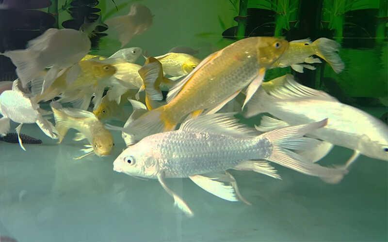 Những giống cá chép phổ biến tại Việt Nam